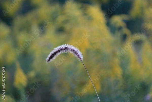 Fototapeta エノコログサの穂が風になびく