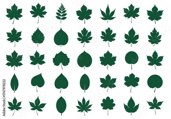 Fototapeta Vector set of diverse leaf shapes and types, botanical illustration, graphic design, isolated elements, flat design, nature vector collection, top view