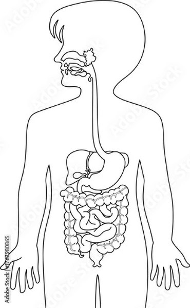 Fototapeta Digestive System line vector illustration isolated on white background