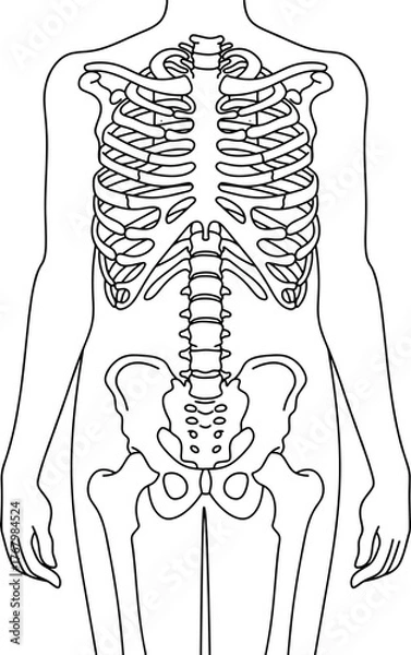 Fototapeta Bones anatomy line vector illustration isolated on white background