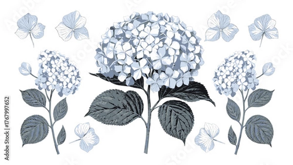 Fototapeta Blue hydrangea flower botanical illustration with leaves and petals detailed vintage floral drawing isolated on white background