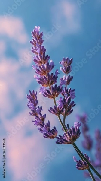 Fototapeta Lavender Flower Against Blue Sky with Soft Cloud Background