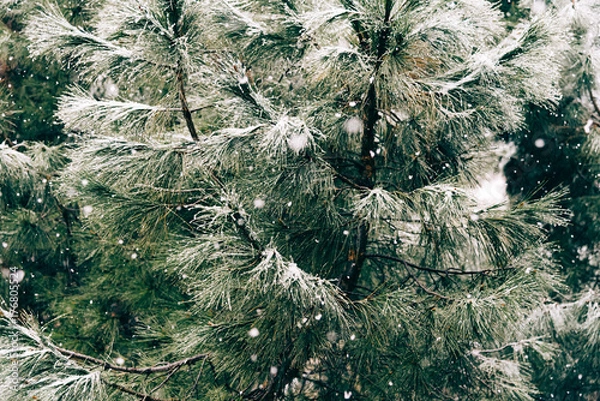 Fototapeta Close up of pine branch on a snowing day. Winter background with