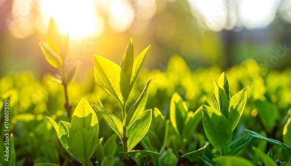 Fototapeta Close-up shot of vibrant green foliage backlit by the golden sunlight