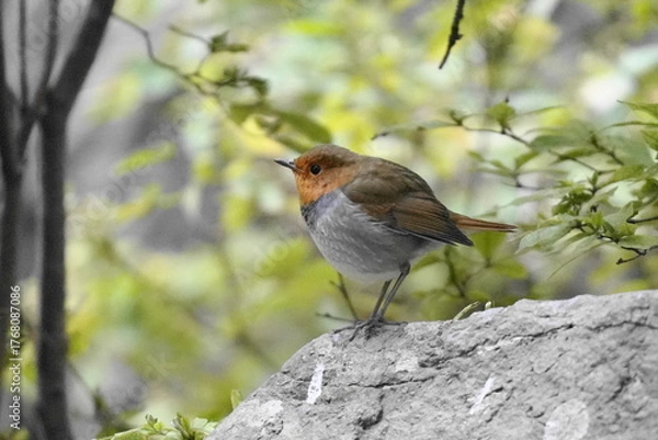 Obraz 岩に止まるコマドリ