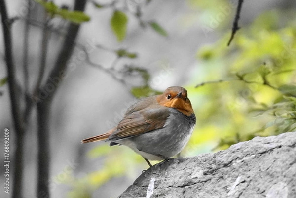 Obraz 石の上に止まるコマドリ