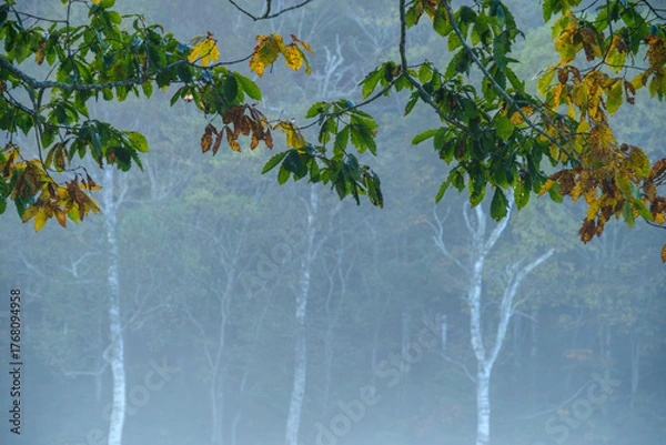 Fototapeta 朝霧の白樺林