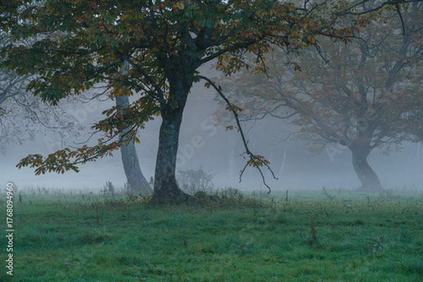 Fototapeta カヤの平の朝霧
