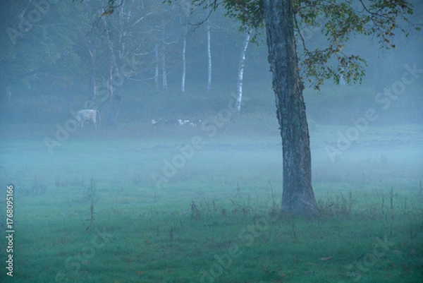 Fototapeta 朝霧の放牧