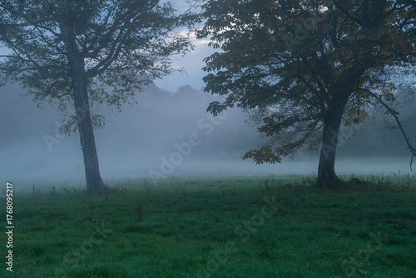 Fototapeta 高原の朝霧