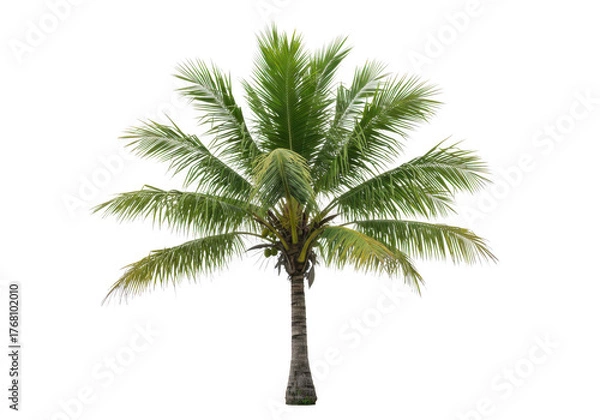 Fototapeta Realistic tropical palm tree foliage with detailed fronds and trunk isolated on transparent background