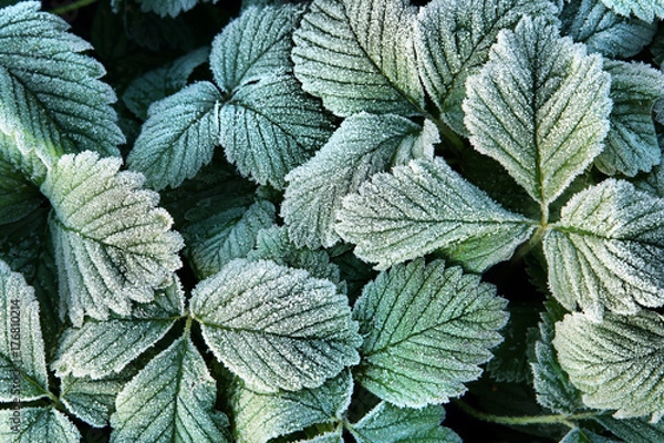 Obraz Natural autumn background with green frozen leaves in hoarfrost