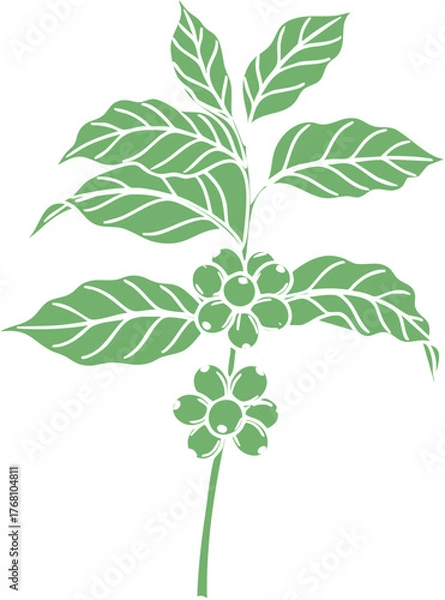 Obraz Stylized Green Coffee Plant Illustration with Leaves and Developing Berries.