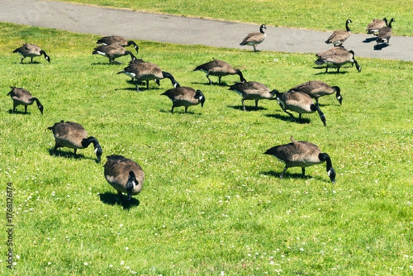 Fototapeta Flock of Canadian Geese browsing through a large grassy lawn. Taken while walking in the Seattle urban area on a clear July day, specifically in the Gas Works Park.