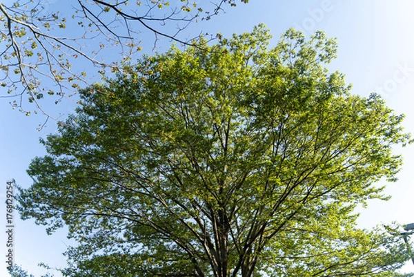 Obraz Fresh green tree under blue sky③