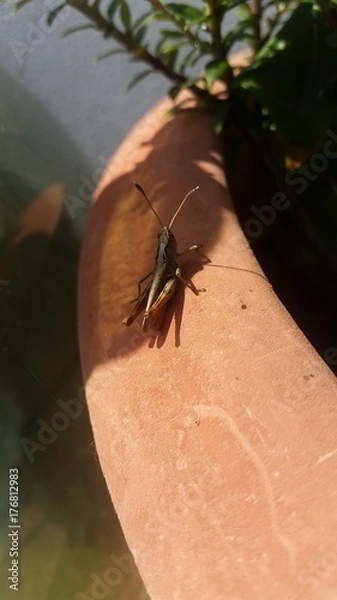 Fototapeta Sauterelle