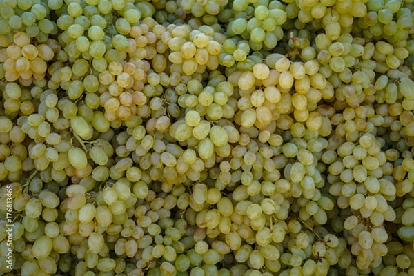 Fototapeta Piles of abundant fresh seasonal seedless green grapes background in local city fruit market