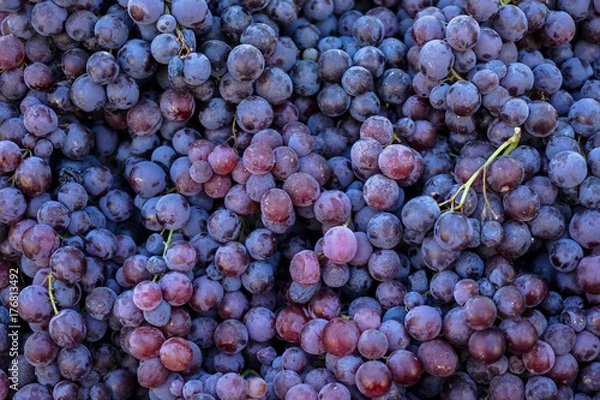 Obraz Piles of delicious fresh juicy seedless red grapes background in local city fruit market