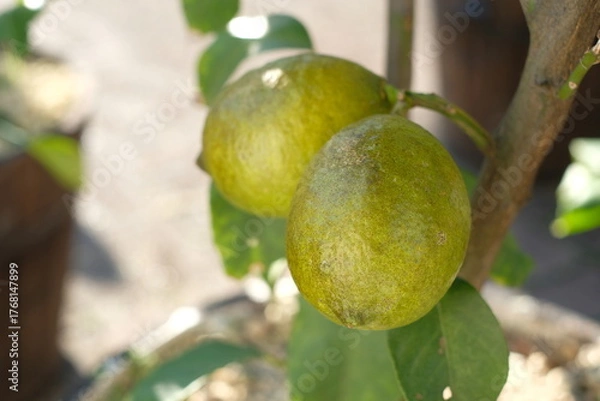 Obraz green lemon on the tree
