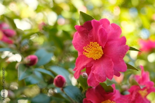 Obraz pink camellia sasanqua in full blooming