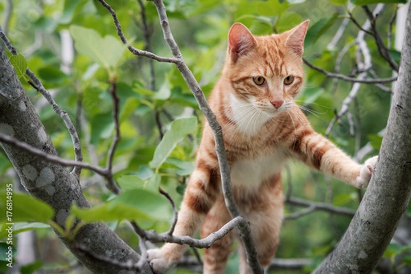 Fototapeta Ginger kitten looking down out of a fig tree with green leaves