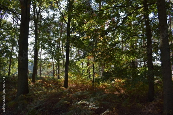 Fototapeta Autumn forest in the netherlands