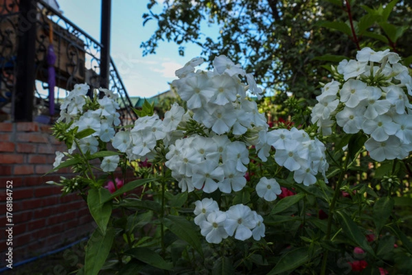 Fototapeta White phlox blooming in the courtyard of a private house in the evening