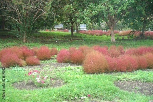 Obraz 馬見丘陵のコキア