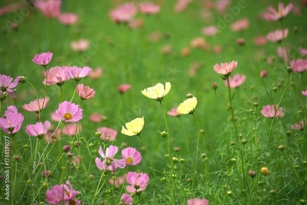 Obraz 馬見丘陵のコスモス