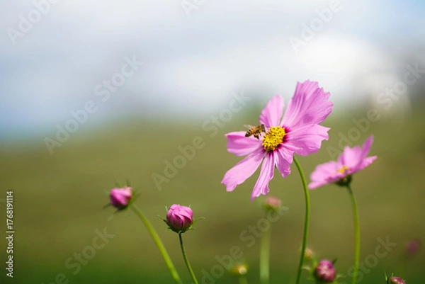 Obraz 馬見丘陵のコスモス