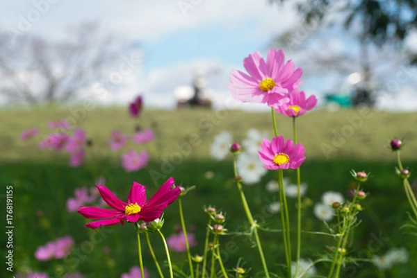 Obraz 馬見丘陵のコスモス