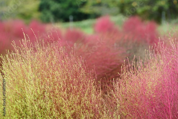 Obraz 馬見丘陵のコキア