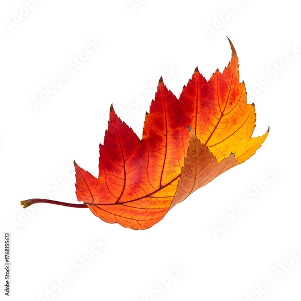 Fototapeta Falling autumn leaf, perfect for seasonal design, nature art, motion concept, or digital composition. Isolated on white or transparent background. PNG format.