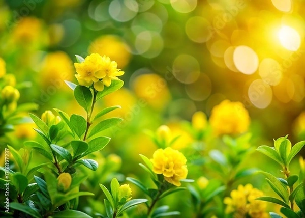 Fototapeta Vibrant yellow flowers in soft sunlight with beautiful bokeh background and green leaves