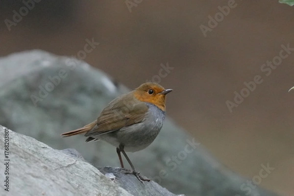 Fototapeta 石の上に止まるコマドリ