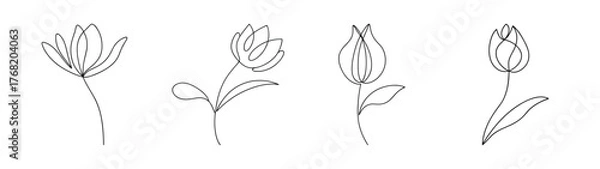 Fototapeta Four sketchy red hot poker flowers in various poses elegant botanical line art
