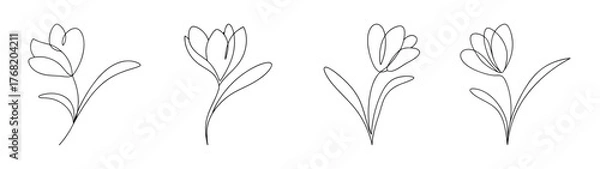 Obraz Delicate crocus flower pencil sketch line art design abstract floral element