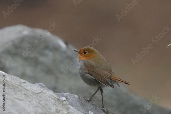 Fototapeta 石の上に止まるコマドリ