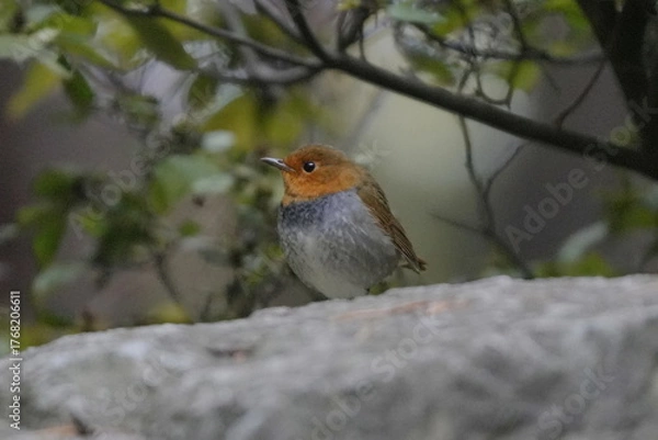 Obraz 岩に止まるコマドリ