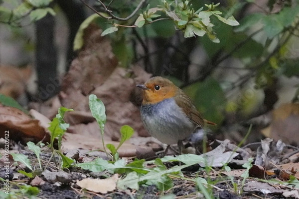 Fototapeta 地面に降りたコマドリ