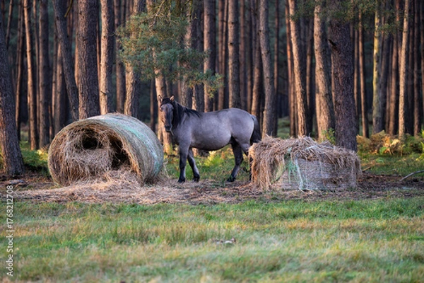 Fototapeta A Polish horse grazing in a forest in a herd. Selective focus.