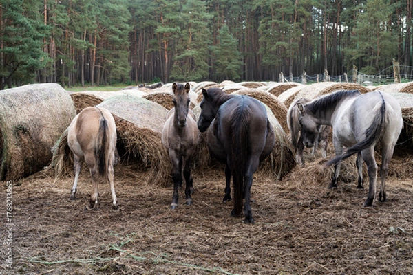 Fototapeta A Polish horse grazing in a forest in a herd. Selective focus.
