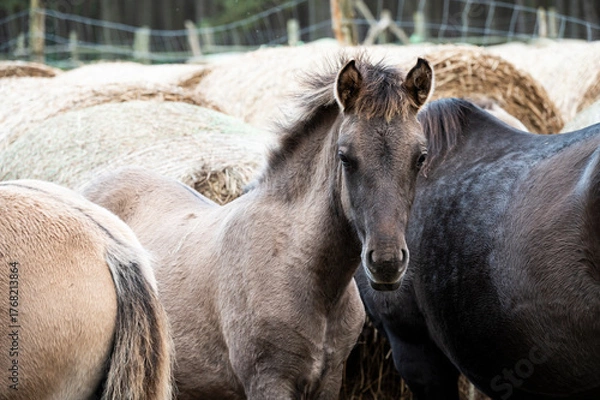 Fototapeta A Polish horse grazing in a forest in a herd. Selective focus.