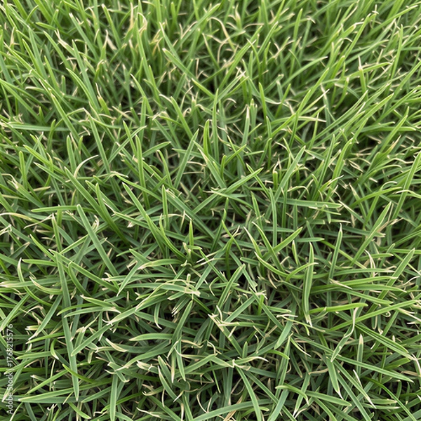 Obraz green grass background close up texture