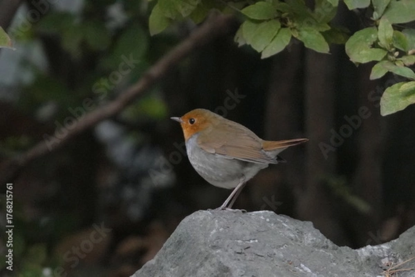 Fototapeta 岩に止まるコマドリ