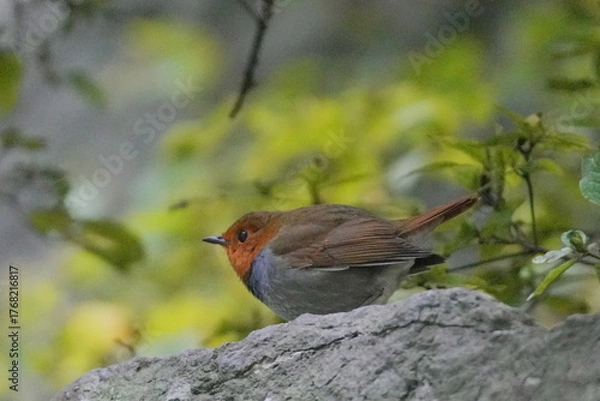 Fototapeta 岩に止まるコマドリ