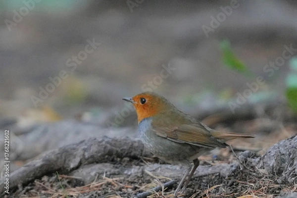 Obraz 地面に降りたコマドリ