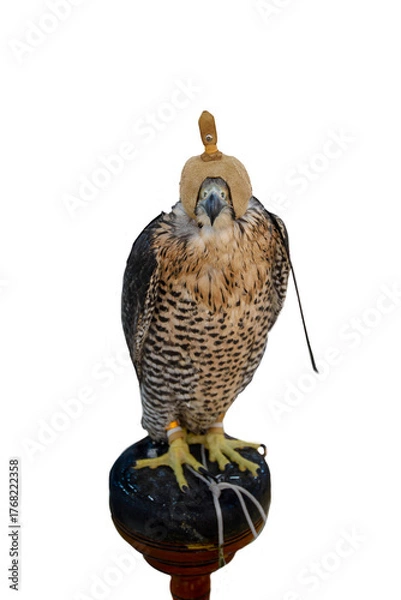 Fototapeta Domesticated Falcon in Doha, Qatar, Isolated 
