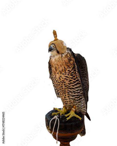 Fototapeta Domesticated Falcon in Doha, Qatar, Isolated 