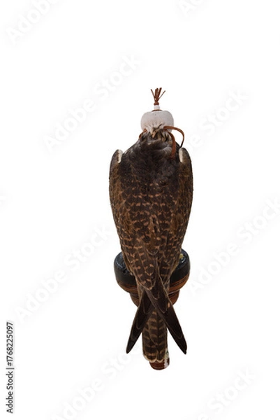 Fototapeta Domesticated Falcon in Doha, Qatar, Isolated 